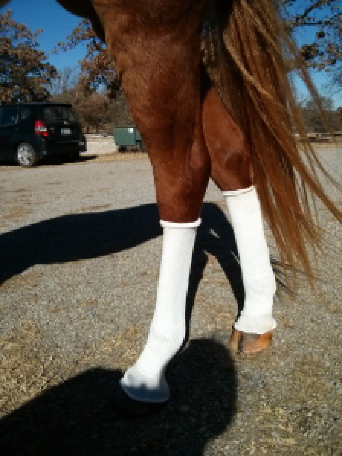 Sox for horses can help with scratches.