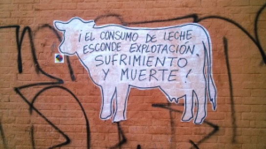 (Consumption of milk is a cover for exploitation, suffering, and death!)