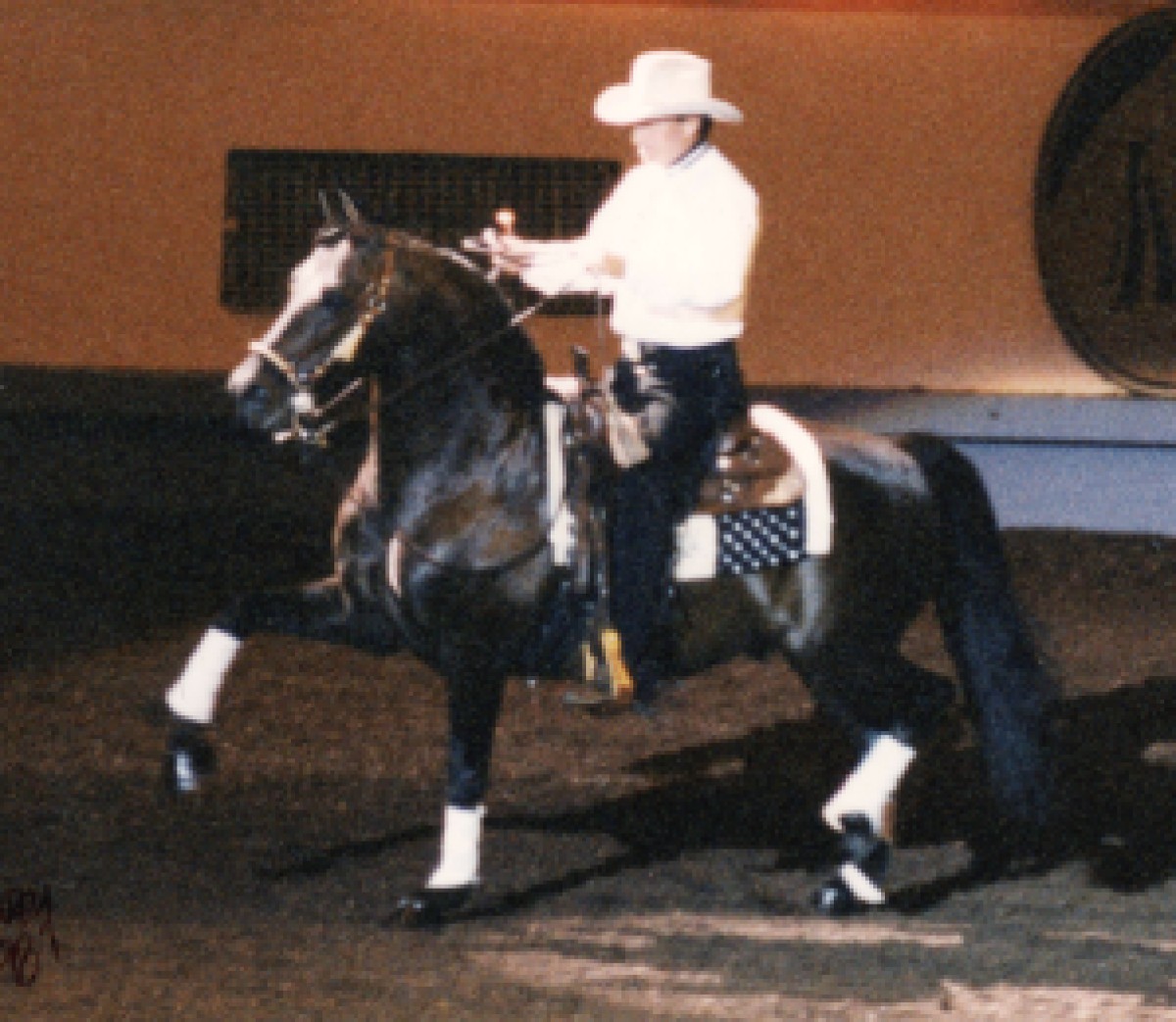 Holiday Compadre was the original Cowboy Dressage horse